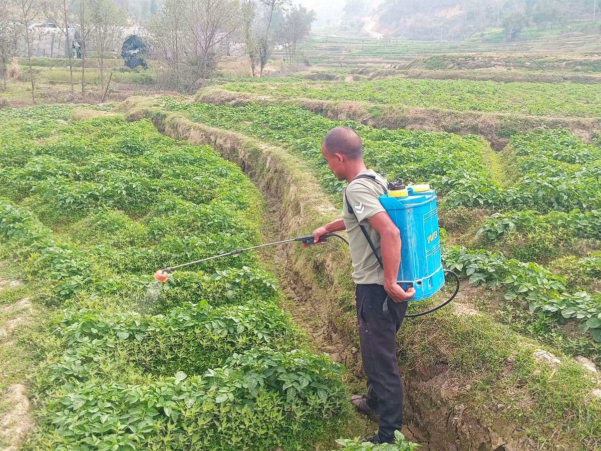 खेतबारीमा जथाभावी घातक विषादी, मानव स्वास्थ्यमा हानि