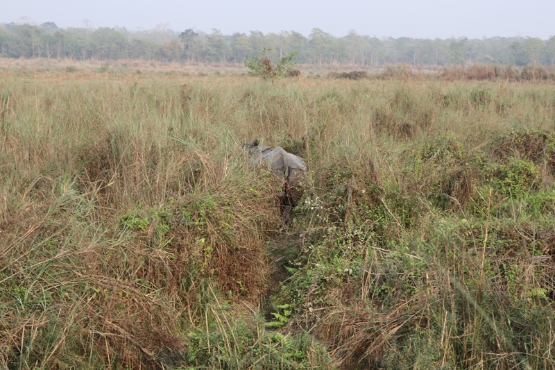 Chitwan-national-park-rapti-river-rhino-1716179681.jpg