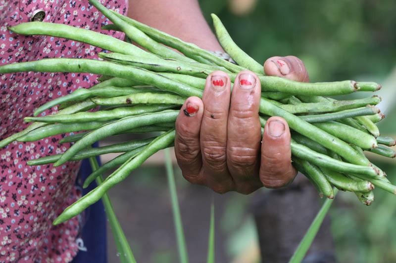 Green-beans_Kaski-1737968851.jpg